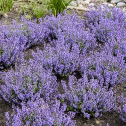 'Cat's Pajamas' Catmint -Greatgardenplants 007a41431a16418c80d39db60b946bc7