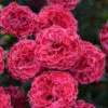 Fruit Punch® 'Raspberry Ruffles' Dianthus -Greatgardenplants 01428a1bfc445e9edf4f1d36954bbc18