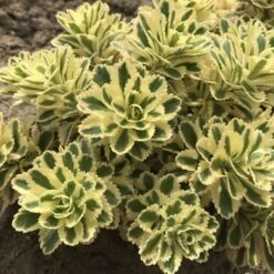 'Atlantis' Stonecrop -Greatgardenplants 074d3ed772fe925ab043a076e3d349e4