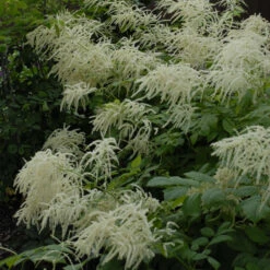 Goatsbeard -Greatgardenplants 0824a22ae2f32d6ef4eb03426428965e