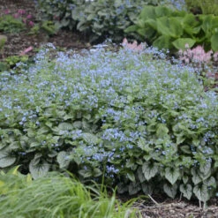 'Jack Frost' Siberian Bugloss -Greatgardenplants 09937cb9b06355dc9512a5e79393d95c
