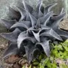 ART & SOL™ 'Night Owl' Mangave -Greatgardenplants 0a2db248cd0d75b7efdc2f13ed3ee75c