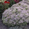 Rock 'N Round™ 'Pure Joy' Stonecrop -Greatgardenplants 104f075df1d3b51c0a372227e4cac306