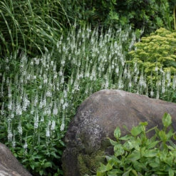 Magic Show® 'White Wands' Spike Speedwell -Greatgardenplants 1100 3779 popup