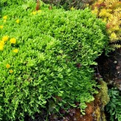 'Gold Nugget' Ice Plant -Greatgardenplants 115 1059 popup sw
