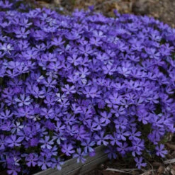 'Violet Pinwheels' Creeping Phlox -Greatgardenplants 116ee91bcb827ca51607a57f7cd9bae9