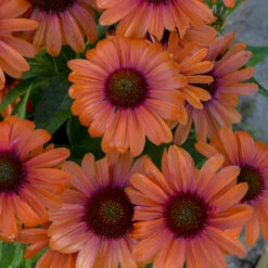 Color Coded™ 'Orange You Awesome' Coneflower