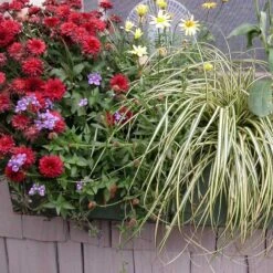 'Evergold' Sedge -Greatgardenplants 128 991 popup