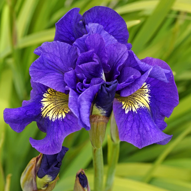 'Concord Crush' Siberian Iris 5 'Concord Crush' Siberian Iris - Image 3