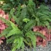 Korean Tassel Fern -Greatgardenplants 152 1266 popup sw