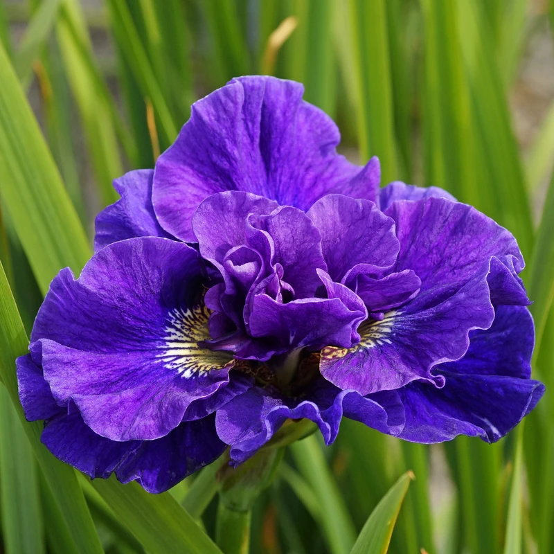 'Concord Crush' Siberian Iris 6 'Concord Crush' Siberian Iris - Image 4