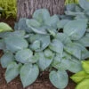 'Prairie Sky' Hosta -Greatgardenplants 170db7ffe69d630991e6e53a93d56c21