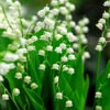 Lily Of The Valley -Greatgardenplants 176 convallaria lily of the valley 1