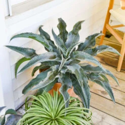 ART & SOL™ 'Catch A Wave' Mangave -Greatgardenplants 18423585ce1ad995b4a22fd8aeaf4826