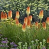 Pyromania® 'Hot And Cold' Red Hot Poker -Greatgardenplants 19965fc1934e77049e96470d2104692f