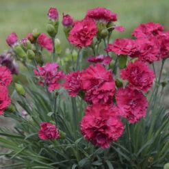 Fruit Punch® 'Cranberry Cocktail' Dianthus -Greatgardenplants 1b2aa4df492aff34235f0783b5d20da3