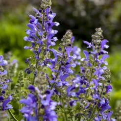 Living Large™ Big Sky Salvia -Greatgardenplants 1d57ccc8c8b97238f0b12807d303e1b8