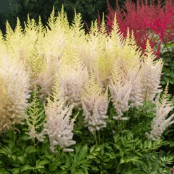 'Milk And Honey' Astilbe -Greatgardenplants 200630gbo002AstilbeMilkandHoney 800x800 eb98305