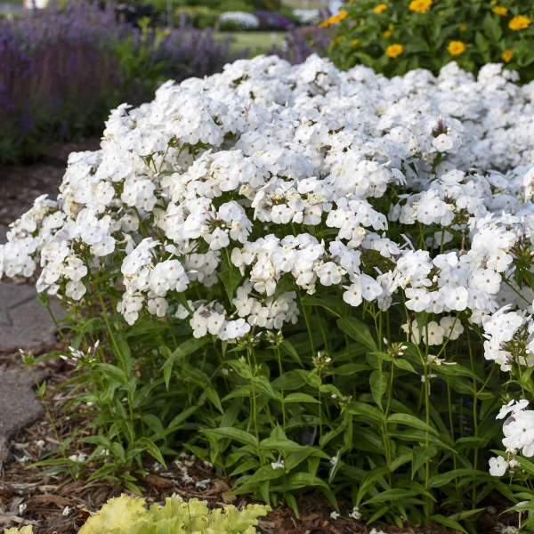 'Opening Act White' Hybrid Phlox 6 'Opening Act White' Hybrid Phlox - Image 4