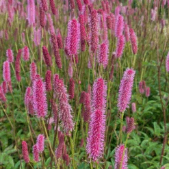 'Blackthorn' Great Burnet