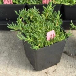 Fire Spinner® Ice Plant -Greatgardenplants 212 1688 popup sw