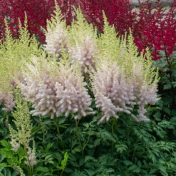 'Milk And Honey' Astilbe -Greatgardenplants 220701gbo051AstilbeMilkandHoney 800x800 975ced0