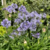 'Dr. Brouwer' Lily-of-the-Nile -Greatgardenplants 220702gbo030AgapanthusBlue 800x800 3dd1771