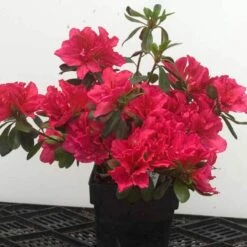 Bloom-A-Thon® Pink Double Reblooming Azalea -Greatgardenplants 224 1696 popup 62652c6f 9275 42ba a7d2 0fe27404ca31 sw