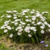 Totally Stoked™ 'Whitecaps' Stoke's Aster -Greatgardenplants 248aa6b225f245732e87d243f732f62f