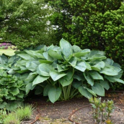 Shadowland® 'Empress Wu' Hosta -Greatgardenplants 265d8e14c758a02e4d6a055b09c0bb5d