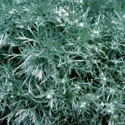 'Silver Mound' Wormwood -Greatgardenplants 299 1110 popup sw