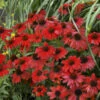 Sombrero® Salsa Red Coneflower -Greatgardenplants 2c05fba40c4433cebf4b9b19d71a852f