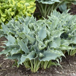 Shadowland® 'Waterslide' Hosta -Greatgardenplants 2cd4c1b19f8358652dc0f5a422cfcb56