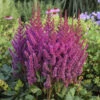 'Visions' Astilbe -Greatgardenplants 2db35c60f806c1758f52a7d4546ab044
