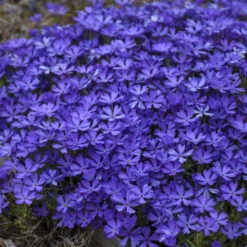 'Violet Pinwheels' Creeping Phlox -Greatgardenplants 2dbab699641a718b378d2e1c01eabb5f