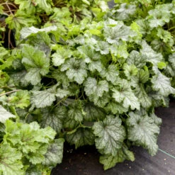 Fun And Games® 'Shadow Tag' Foamy Bells