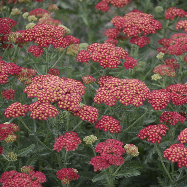 'Firefly Red Pop' Yarrow 4 'Firefly Red Pop' Yarrow - Image 2