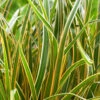 EverColor® 'Everglow' Sedge -Greatgardenplants 3578 2 07664.1561654536