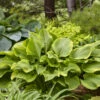 Shadowland® 'Lone Star' Hosta -Greatgardenplants 3682d226644f26310824643c105c7a1a