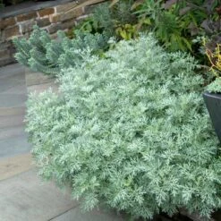 'Powis Castle' Wormwood -Greatgardenplants 381 1453 popup