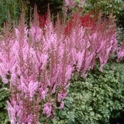 Dwarf Chinese Astilbe -Greatgardenplants 383 1191 popup sw