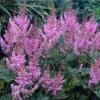 Dwarf Chinese Astilbe -Greatgardenplants 383 1192 popup sw