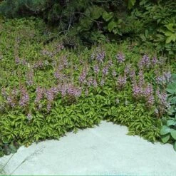 Dwarf Chinese Astilbe -Greatgardenplants 383 1381 popup sw