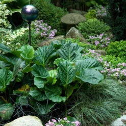 'Winterglut' Pigsqueak -Greatgardenplants 384 1170 popup