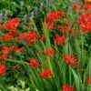 'Lucifer' Montbretia -Greatgardenplants 392 1139 popup sw