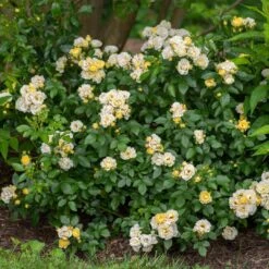 Popcorn Drift® Rose -Greatgardenplants 3 8d7de02e 2904 4b12 9aa9 60b98f6b6d12
