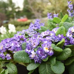 Bouquet Perfect™ 'Blue Ripples' Primrose -Greatgardenplants 3bd109c86d5e63603cf1d610cc29272b