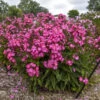 Luminary® 'Pink Lightning' Phlox -Greatgardenplants 3e2614674f78f6d114d1f8153011fcaf