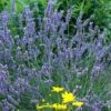 'Grosso' Lavender -Greatgardenplants 410 1185 popup sw