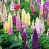 Lupine - Mixed Colors -Greatgardenplants 413 1190 popup